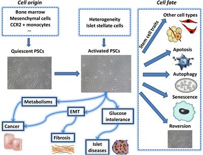 A Rising Star in Pancreatic Diseases: Pancreatic Stellate Cells